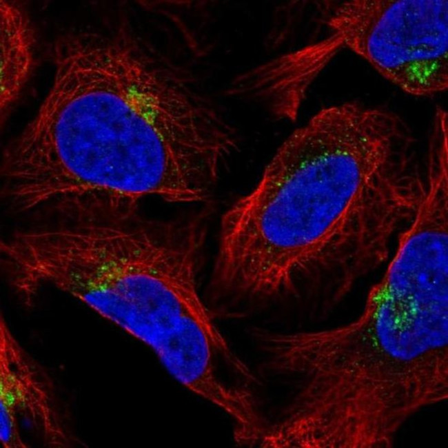 AP1AR Antibody in Immunocytochemistry (ICC/IF)