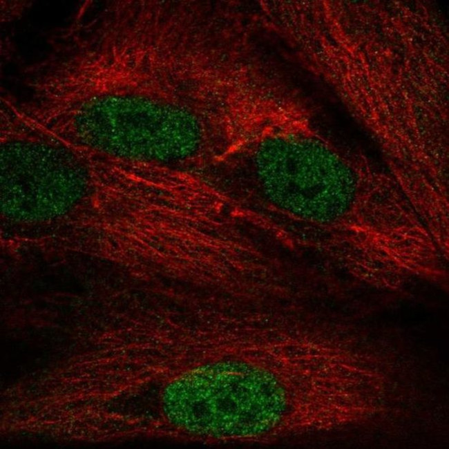 NAP1L5 Antibody in Immunocytochemistry (ICC/IF)