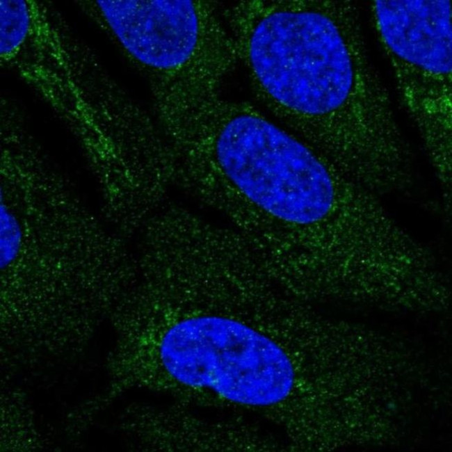 IDNK Antibody in Immunocytochemistry (ICC/IF)