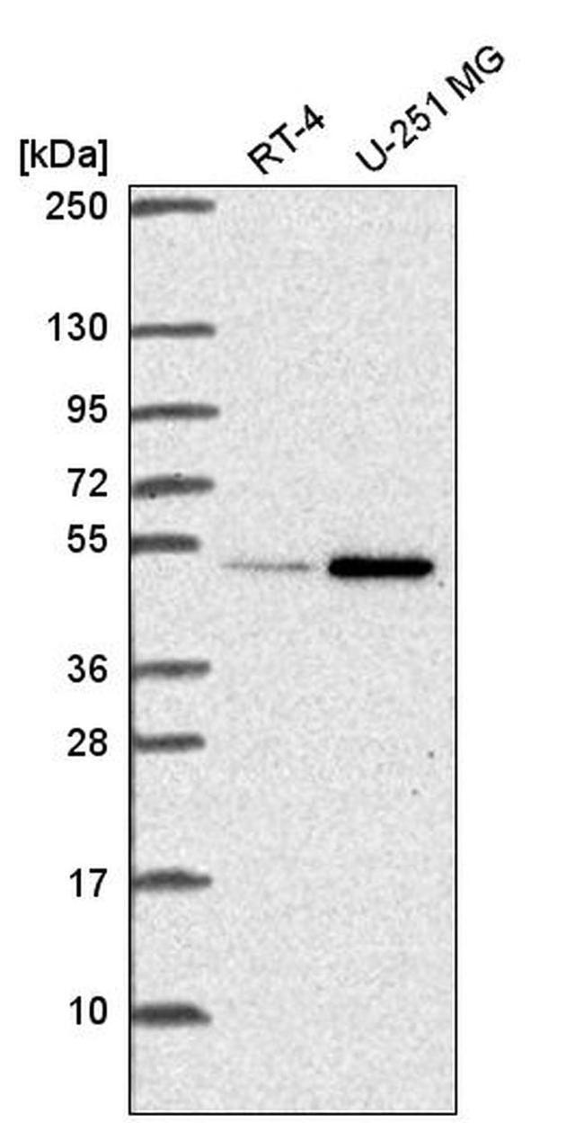 UAP56 Antibody in Western Blot (WB)