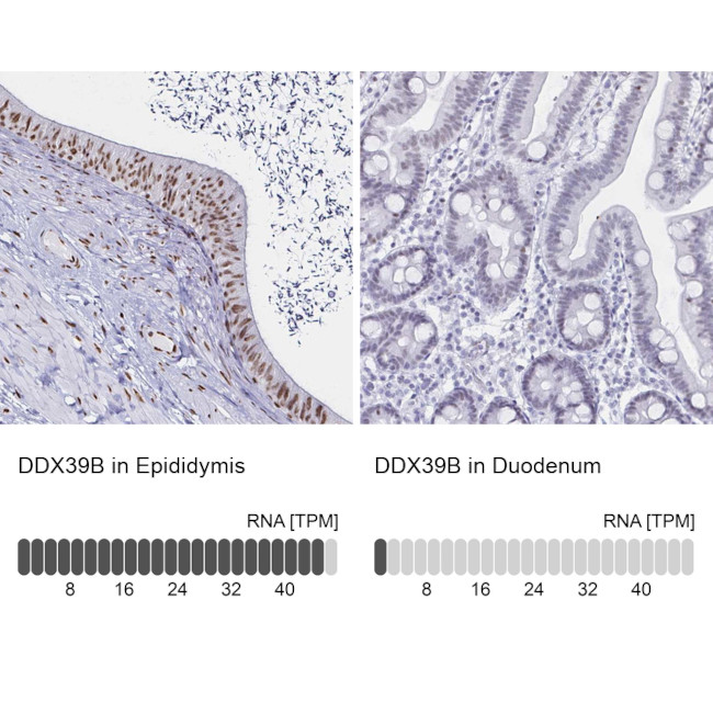 UAP56 Antibody