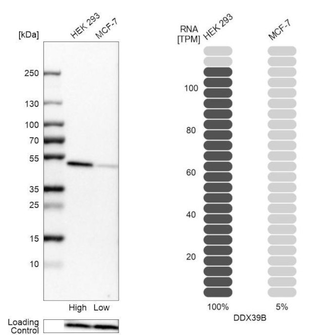 UAP56 Antibody