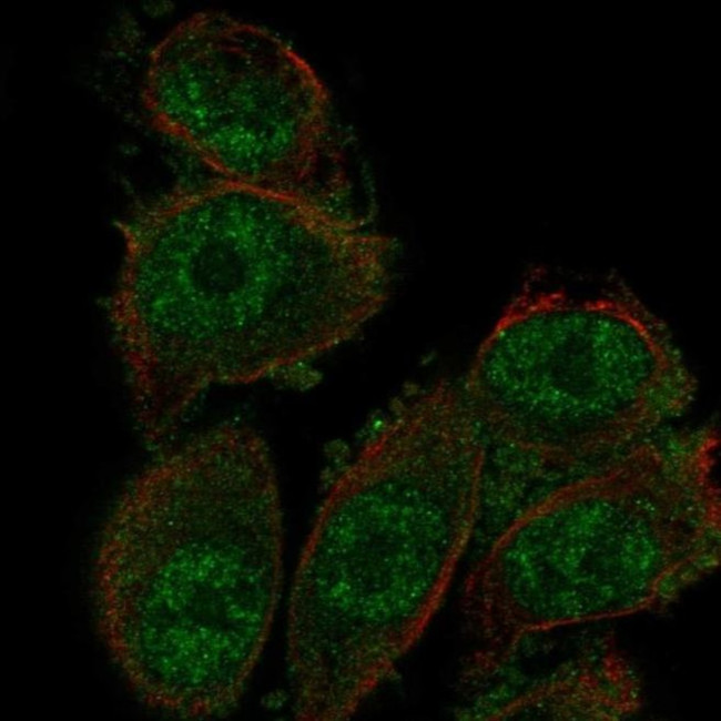 SH3D19 Antibody in Immunocytochemistry (ICC/IF)