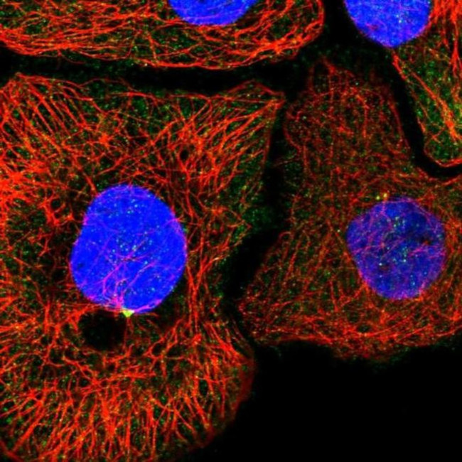 KIF6 Antibody in Immunocytochemistry (ICC/IF)