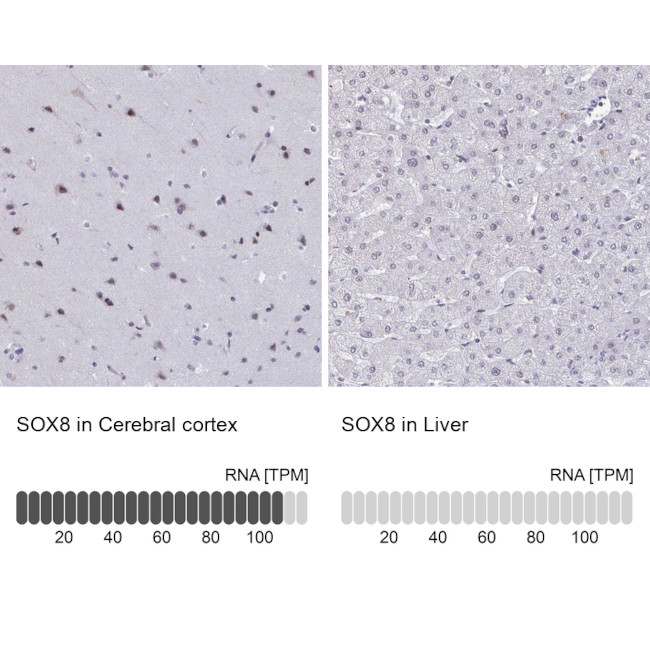 SOX8 Antibody