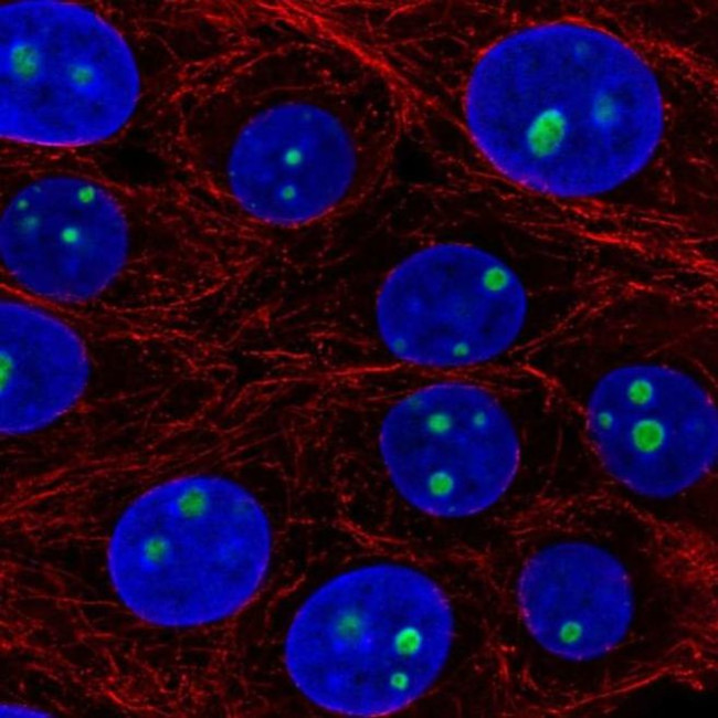 LLPH Antibody in Immunocytochemistry (ICC/IF)