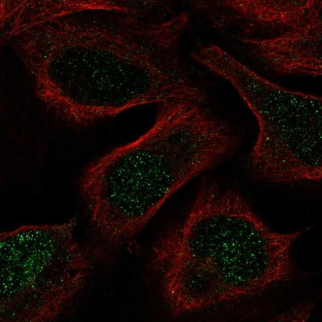 GSS Antibody in Immunocytochemistry (ICC/IF)