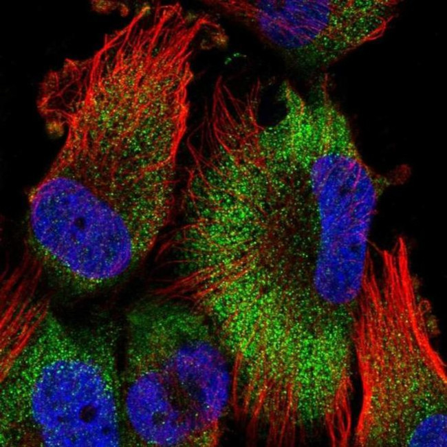 ATPAF2 Antibody in Immunocytochemistry (ICC/IF)