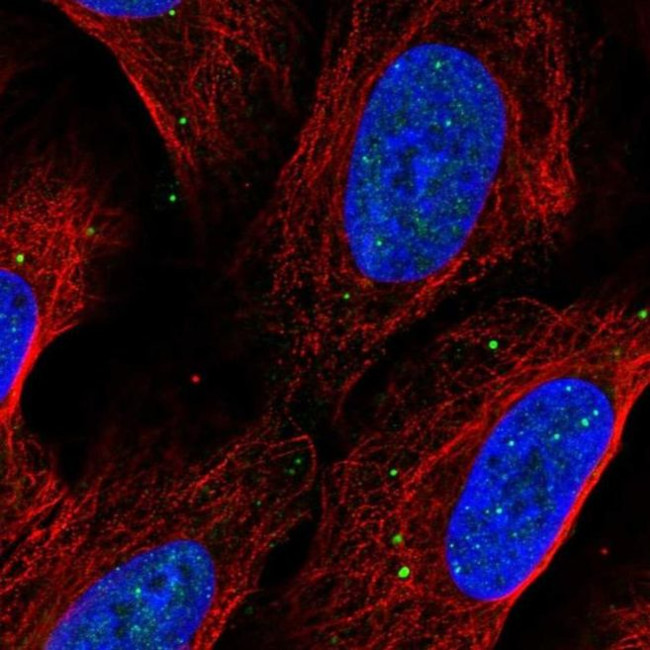 EAF1 Antibody in Immunocytochemistry (ICC/IF)