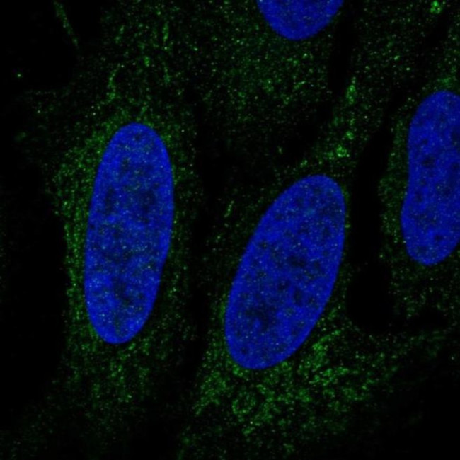 LINGO3 Antibody in Immunocytochemistry (ICC/IF)