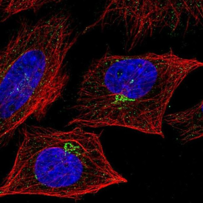 4-1BB Ligand Antibody in Immunocytochemistry (ICC/IF)