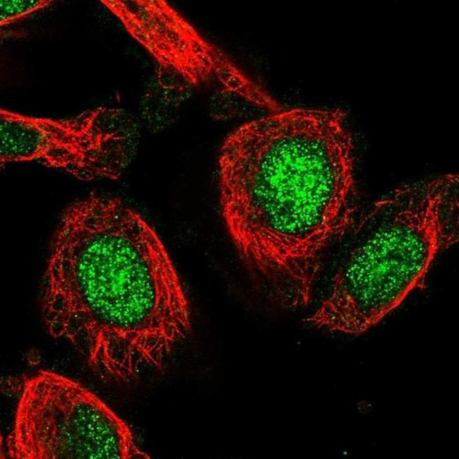 C19orf53 Antibody in Immunocytochemistry (ICC/IF)