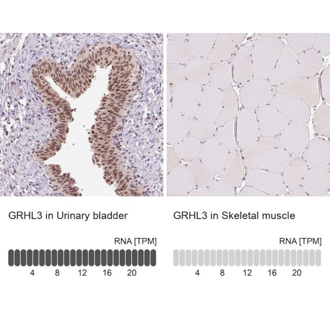 GRHL3 Antibody