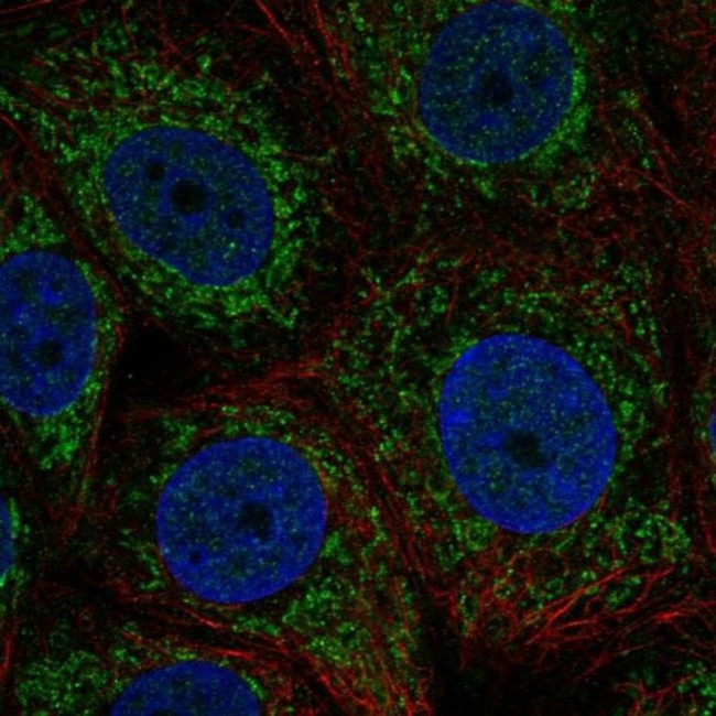 ZNHIT3 Antibody in Immunocytochemistry (ICC/IF)