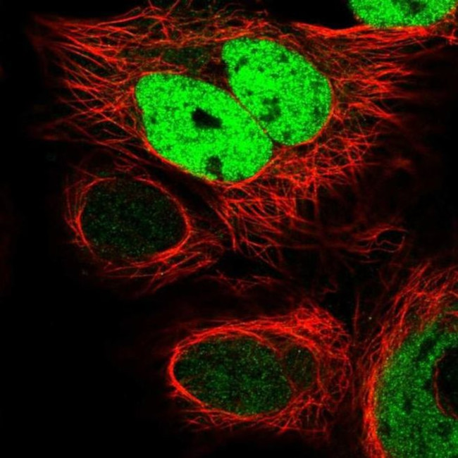 FKBPL Antibody in Immunocytochemistry (ICC/IF)