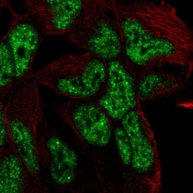 TCF15 Antibody in Immunocytochemistry (ICC/IF)