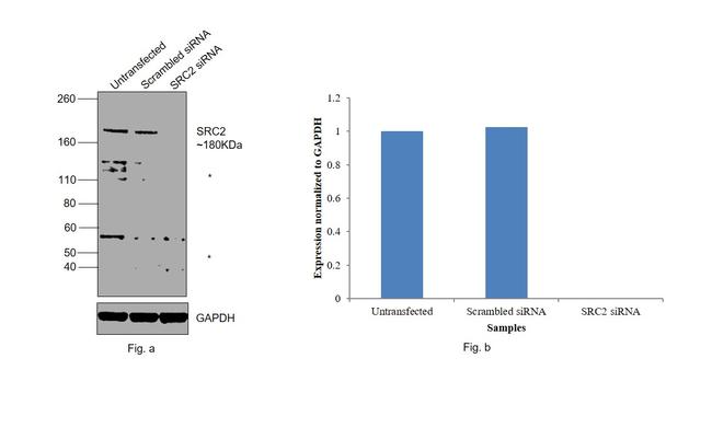 SRC2 Antibody in Western Blot (WB)