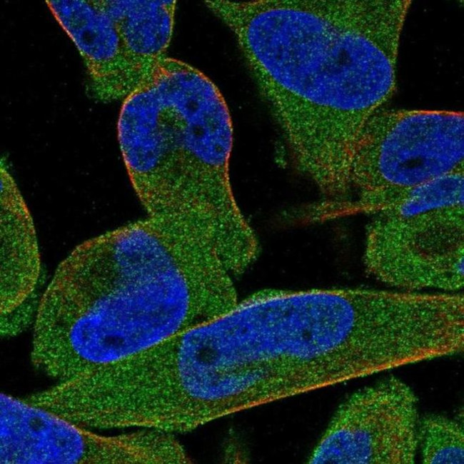 FAM40A Antibody in Immunocytochemistry (ICC/IF)