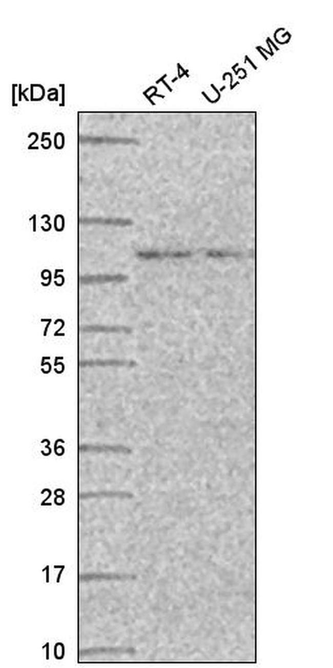 FAM40A Antibody in Western Blot (WB)