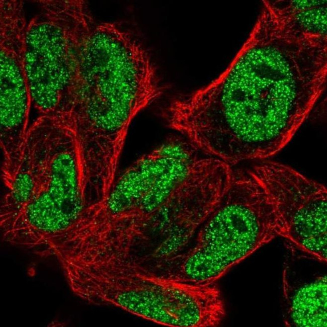 BOC Antibody in Immunocytochemistry (ICC/IF)