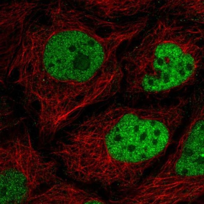 C2orf49 Antibody in Immunocytochemistry (ICC/IF)