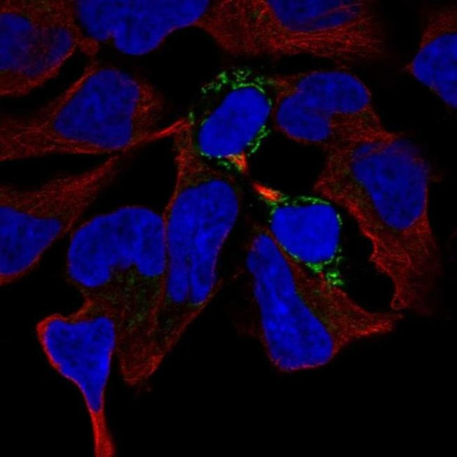 PGM2L1 Antibody in Immunocytochemistry (ICC/IF)