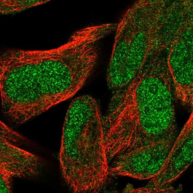 WDR26 Antibody in Immunocytochemistry (ICC/IF)