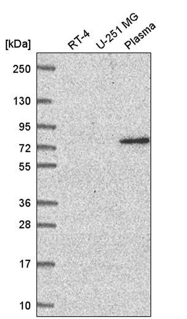 WDR26 Antibody in Western Blot (WB)