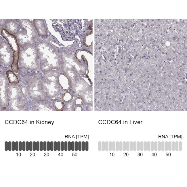 CCDC64 Antibody