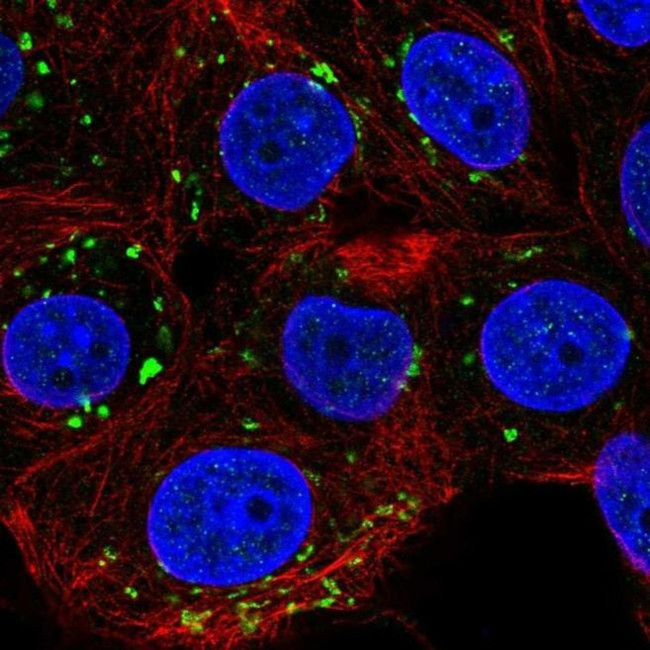 PIGQ Antibody in Immunocytochemistry (ICC/IF)