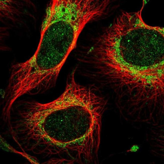 MTIF2 Antibody in Immunocytochemistry (ICC/IF)