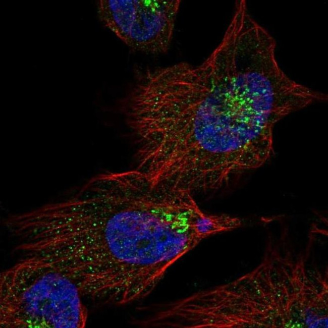 LCHN Antibody in Immunocytochemistry (ICC/IF)