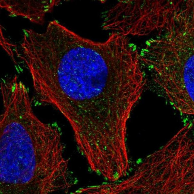 LPXN Antibody in Immunocytochemistry (ICC/IF)