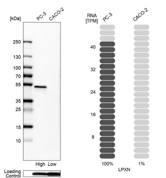 LPXN Antibody