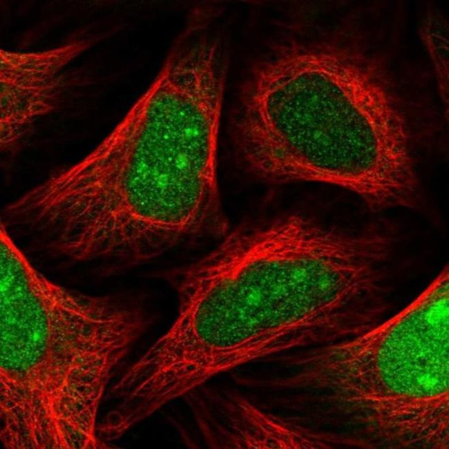 SLBP Antibody in Immunocytochemistry (ICC/IF)