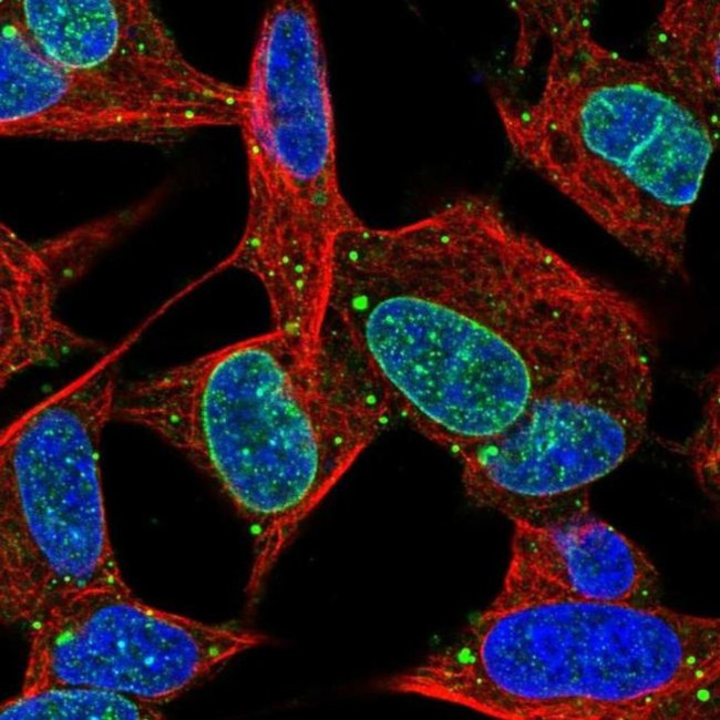 KIAA1614 Antibody in Immunocytochemistry (ICC/IF)