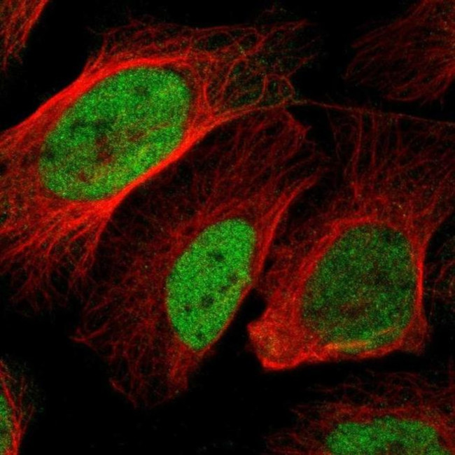 BOC Antibody in Immunocytochemistry (ICC/IF)