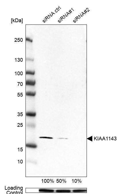 KIAA1143 Antibody