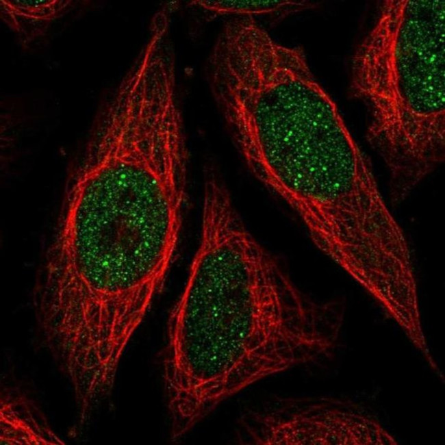 ICE1 Antibody in Immunocytochemistry (ICC/IF)