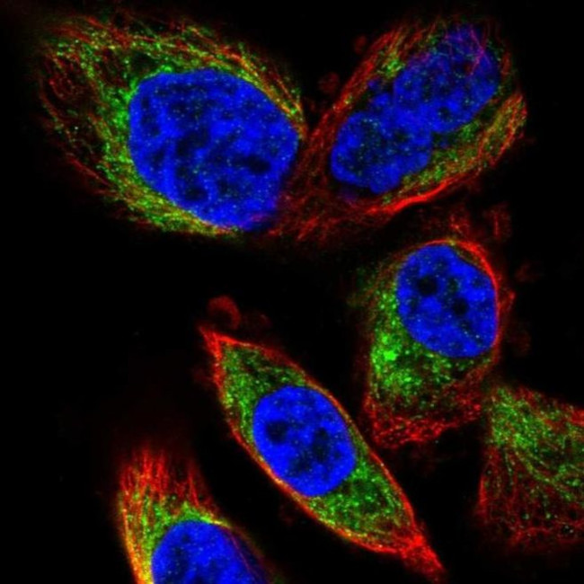 PDP2 Antibody in Immunocytochemistry (ICC/IF)