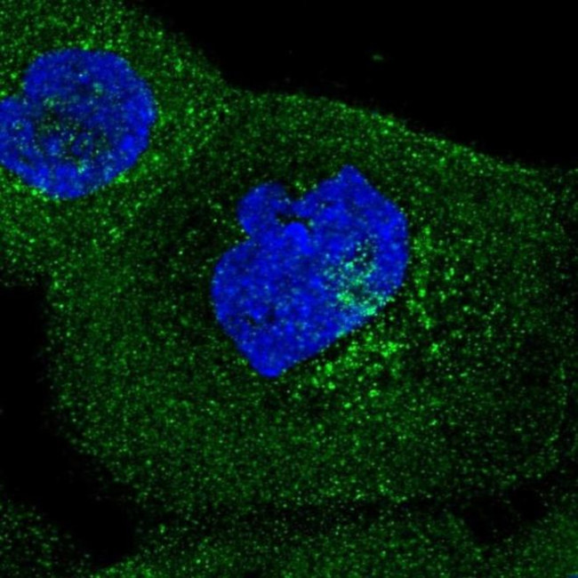 IFIT5 Antibody in Immunocytochemistry (ICC/IF)