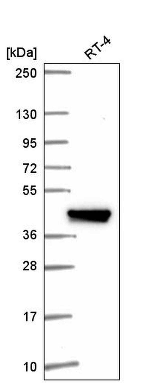 IFIT5 Antibody in Western Blot (WB)