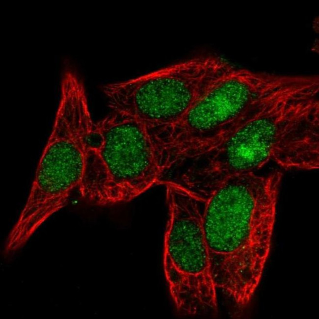 PPIL3 Antibody in Immunocytochemistry (ICC/IF)