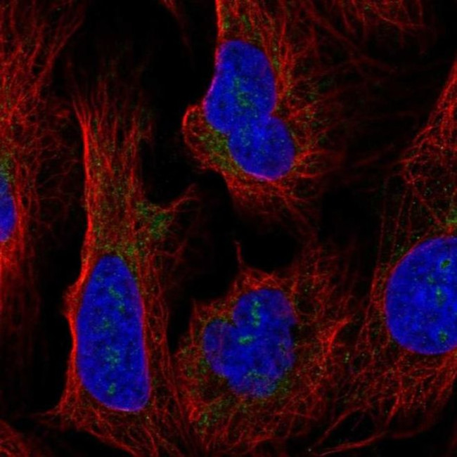 HEATR1 Antibody in Immunocytochemistry (ICC/IF)