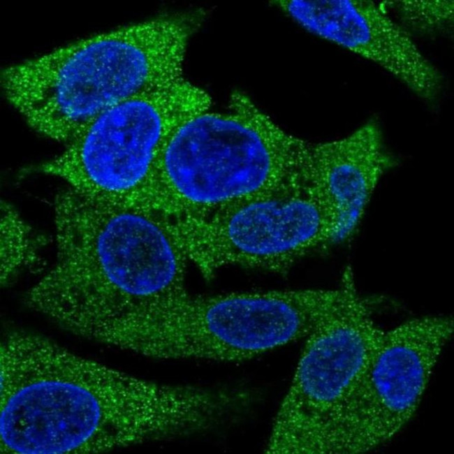 PRPSAP1 Antibody in Immunocytochemistry (ICC/IF)