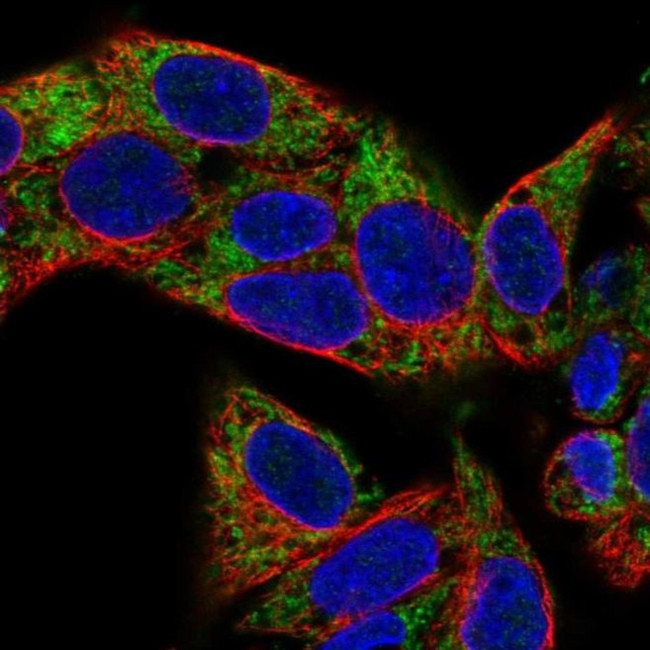 VARS2 Antibody in Immunocytochemistry (ICC/IF)