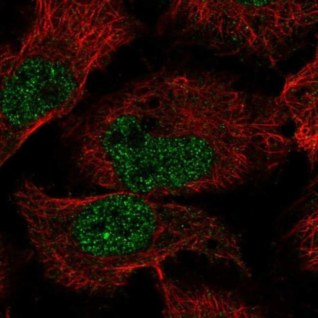 EBLN2 Antibody in Immunocytochemistry (ICC/IF)