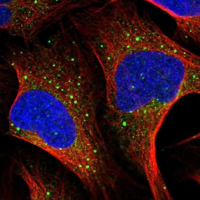 MSH5 Antibody in Immunocytochemistry (ICC/IF)