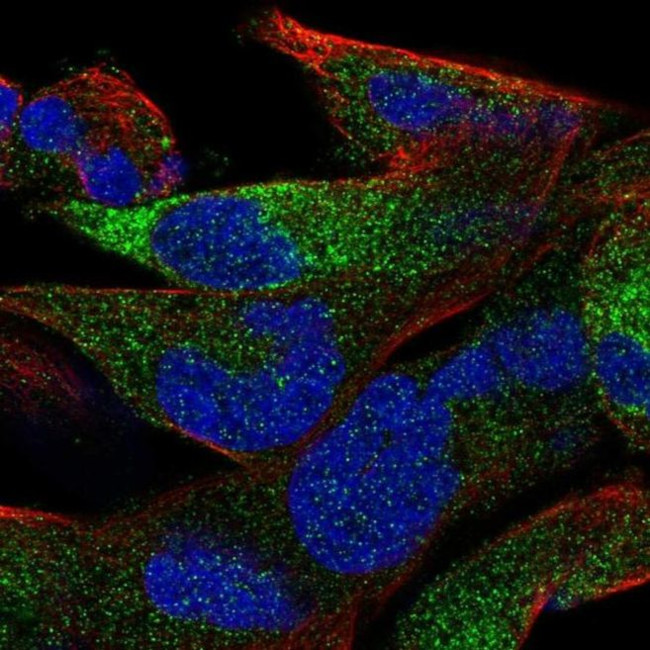 OLFML2B Antibody in Immunocytochemistry (ICC/IF)