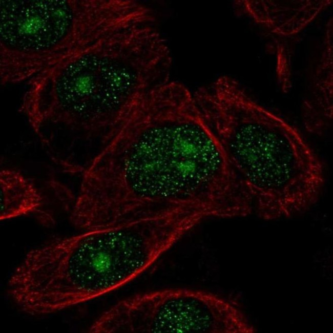 ZN692 Antibody in Immunocytochemistry (ICC/IF)